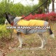 durable large dog raincoat